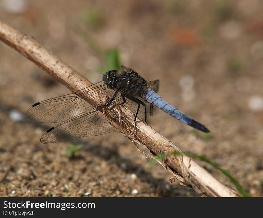 Broad-bodied Chaser Dragonfly Libellula Depressa