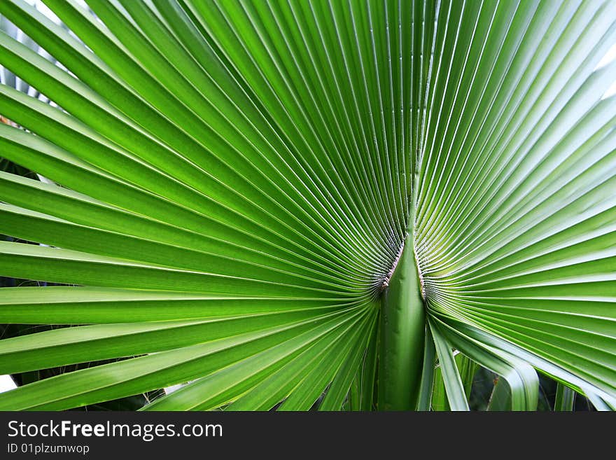 The big green palm leaf in summer