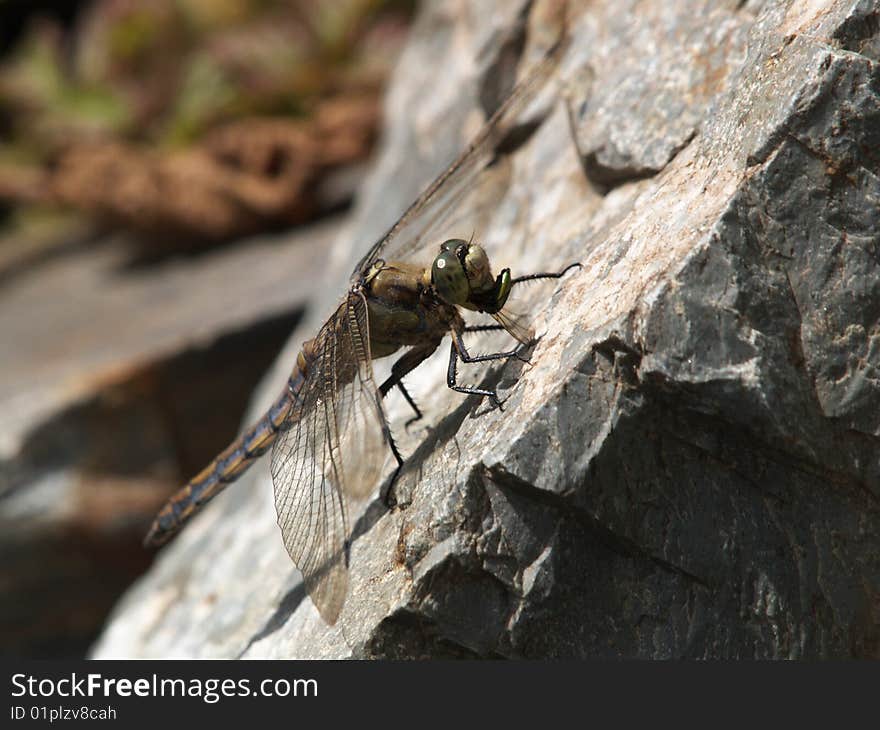 Dragonfly on stone eating beetle. Dragonfly on stone eating beetle