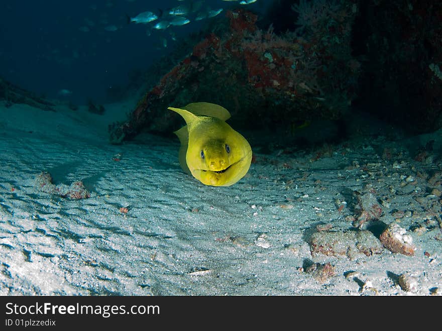 Moray Eel