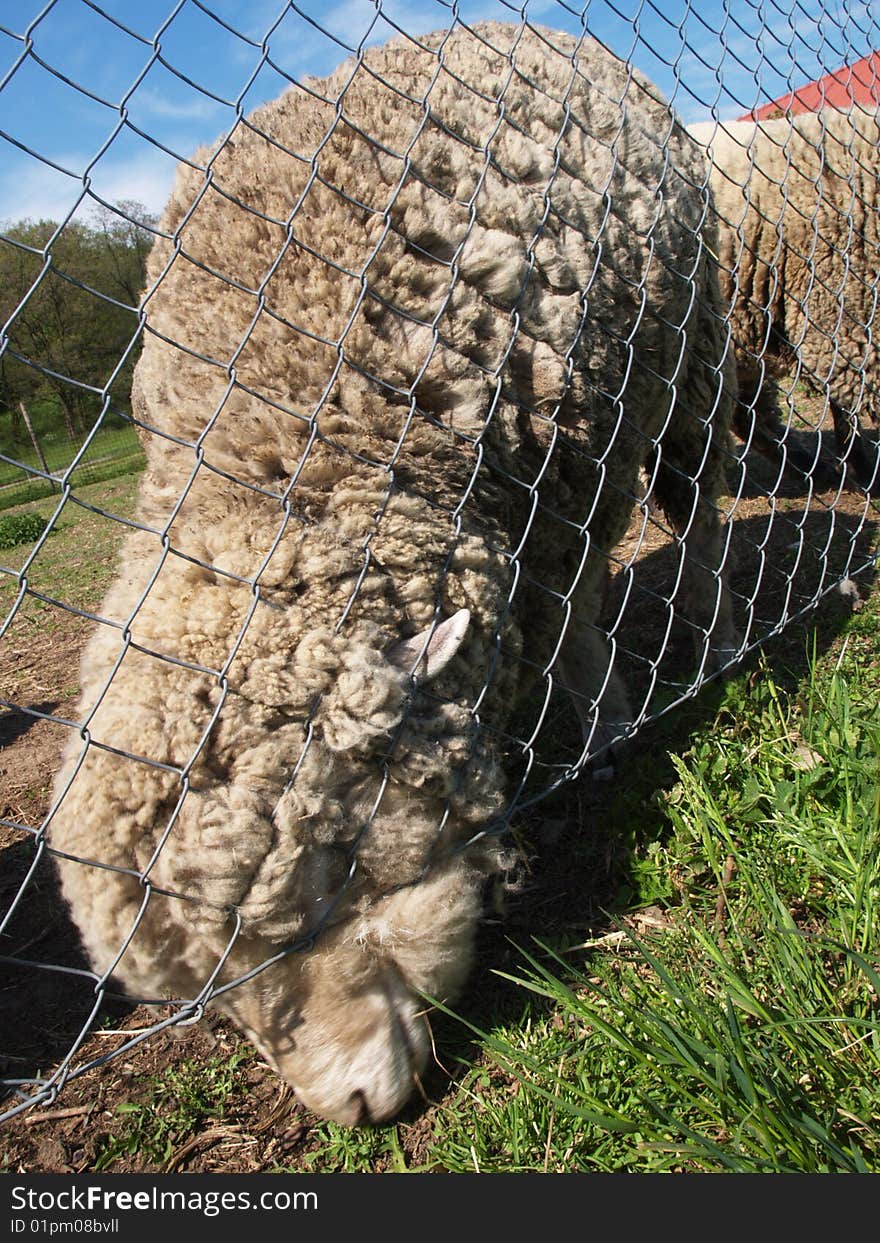 Sheep grazes through a fence. Sheep grazes through a fence