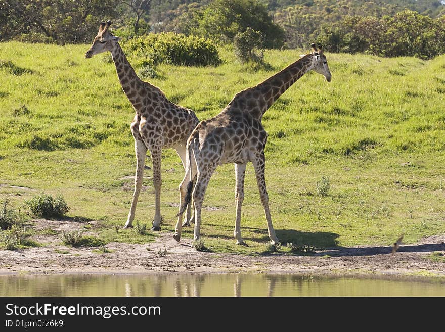 Two young giraffe standing beside a waterhole. Two young giraffe standing beside a waterhole