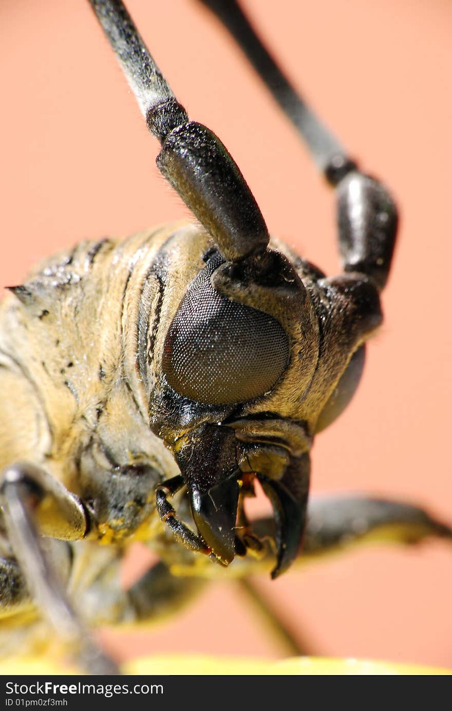 Macro long-horned beetle (Apriona rugicollis)