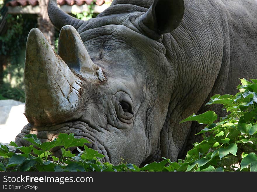 A rhino at the zoo