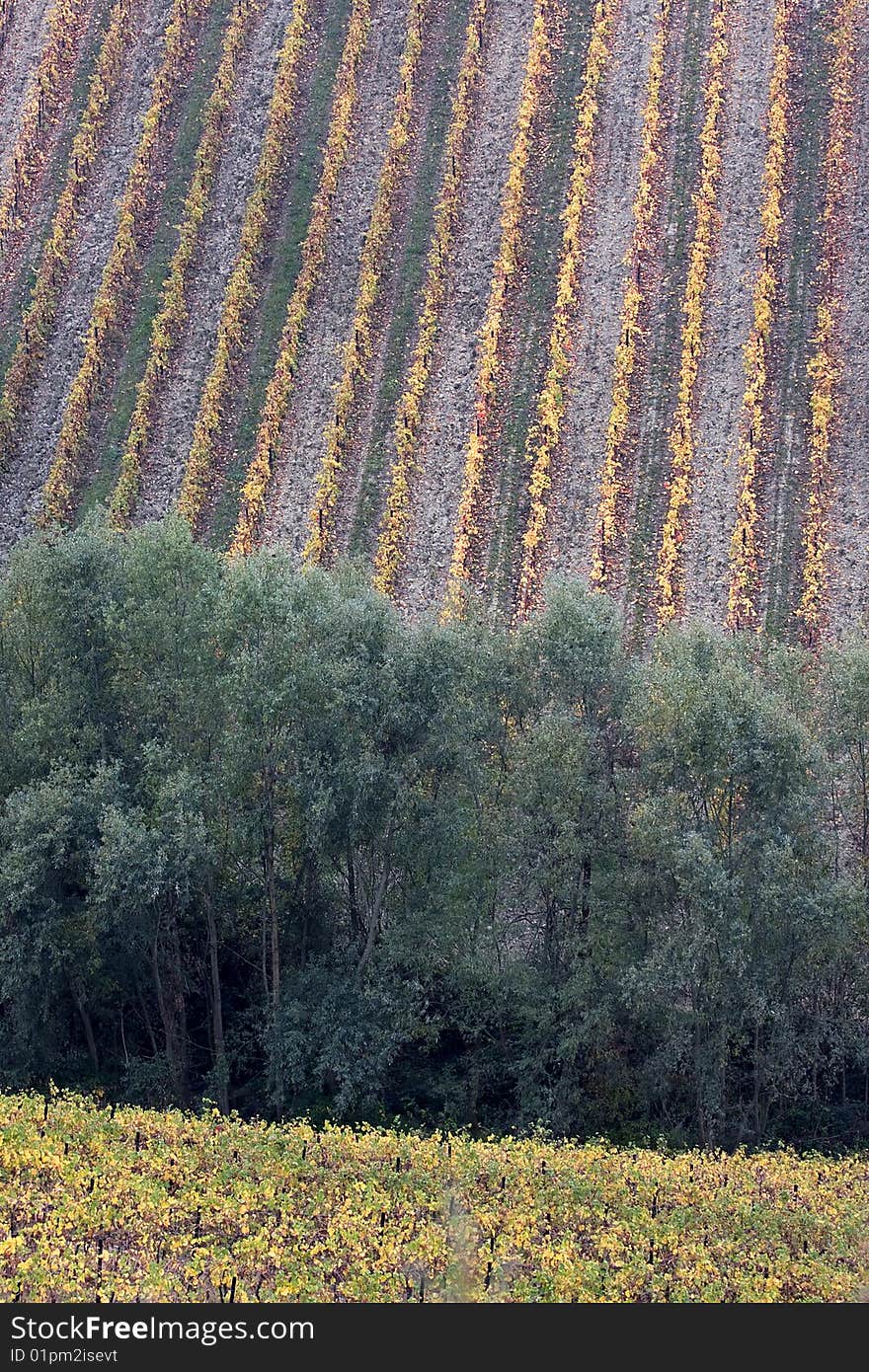 Italian vineyards in Oltrepo Pavese