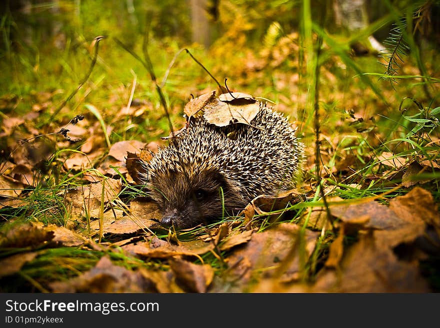 Hedgehog in wood with leaves on prickles