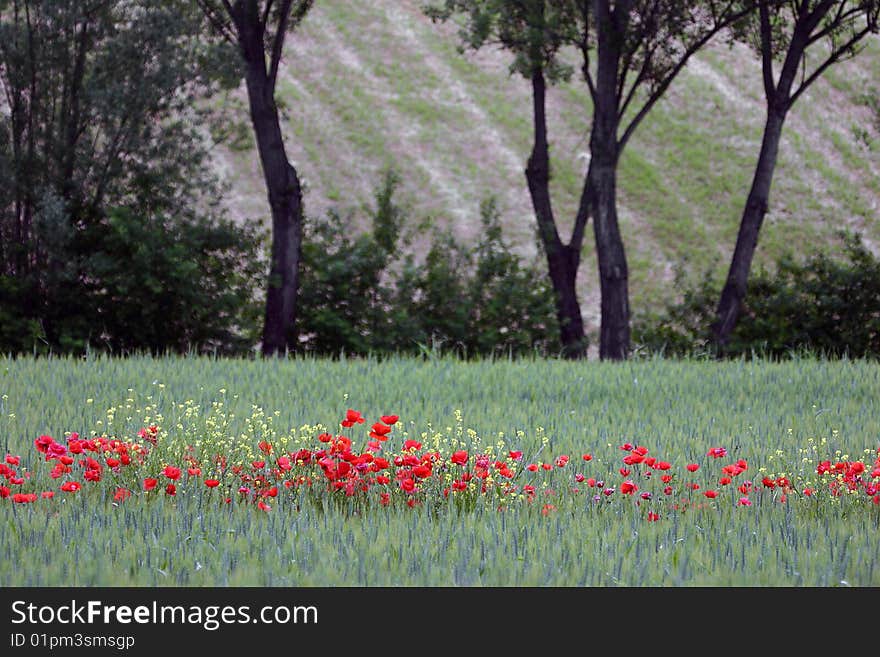 Fields and corn poppies in the field. Fields and corn poppies in the field