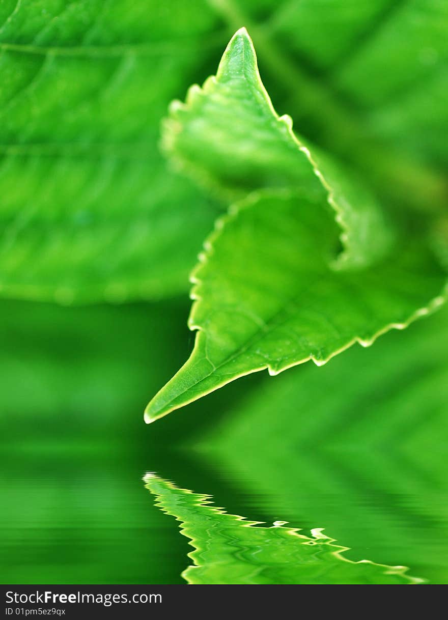 Leaf abstract with water effect for backgrounds