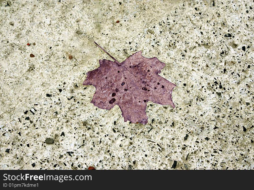 A close up of the shape of a leaf that had fallen onto wet cement. A close up of the shape of a leaf that had fallen onto wet cement