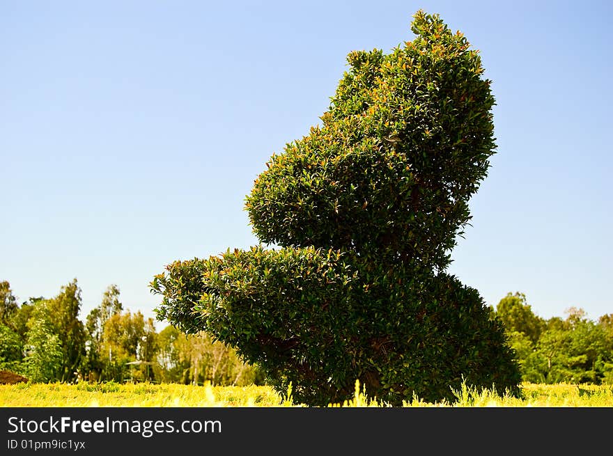 A green bush cut a rabbit shape. A green bush cut a rabbit shape