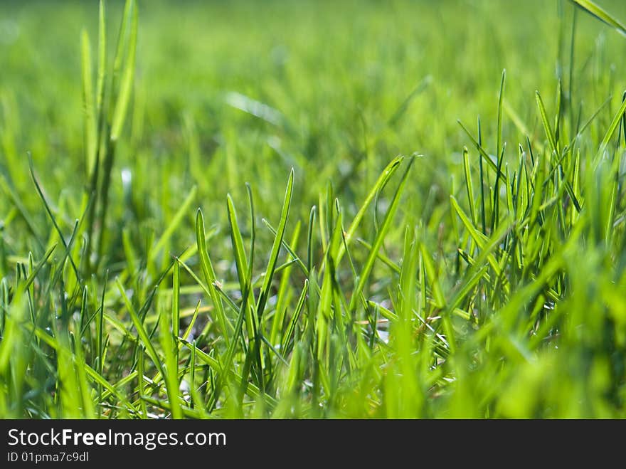 Green grass shallow depth of field