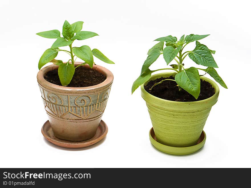 Two flowers in ceramic flower pot