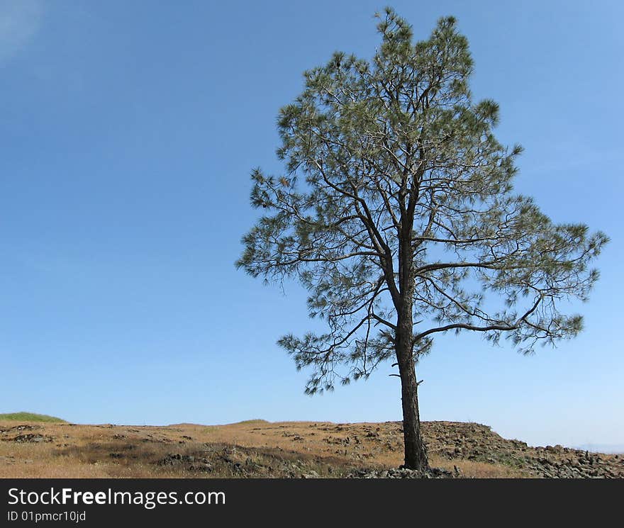 A lone pine tree on a hilltop in the summer. A lone pine tree on a hilltop in the summer.