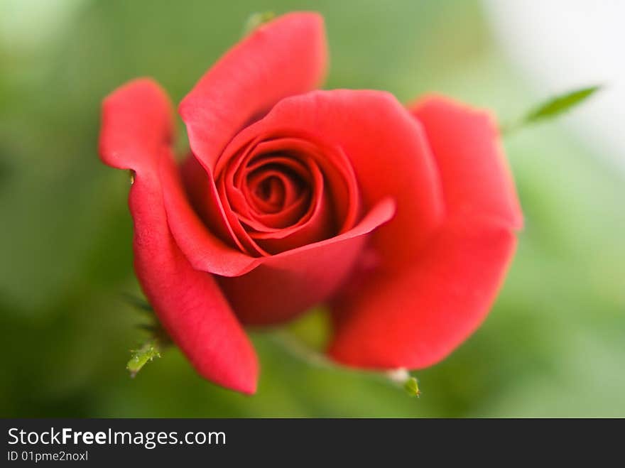 Open red rose. Soft focus. Open red rose. Soft focus.