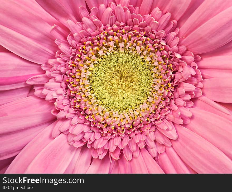 Pink gerber daisy macro,vibrant color,for backgrounds