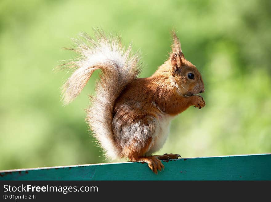 Red squirrel standing and begging for food