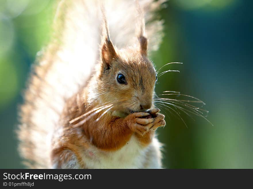 Red squirrel standing and begging for food