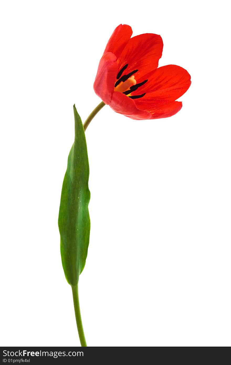 Beautiful red tulip on a white background