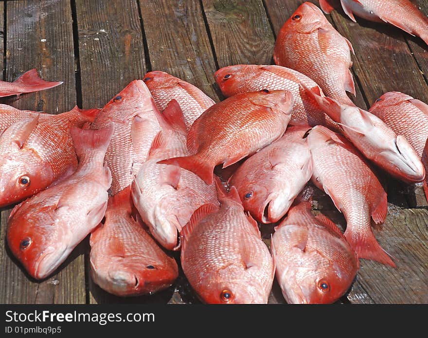 Freash catch of Red Snapper laying on a harbor dock