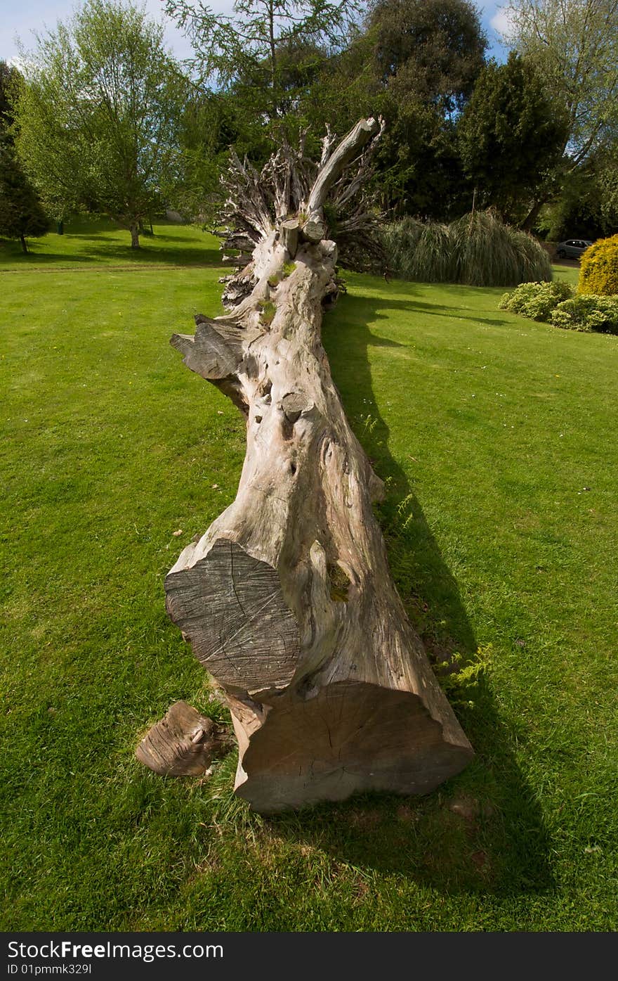 Fallen Tree on a mown green lawn pictured in Spring