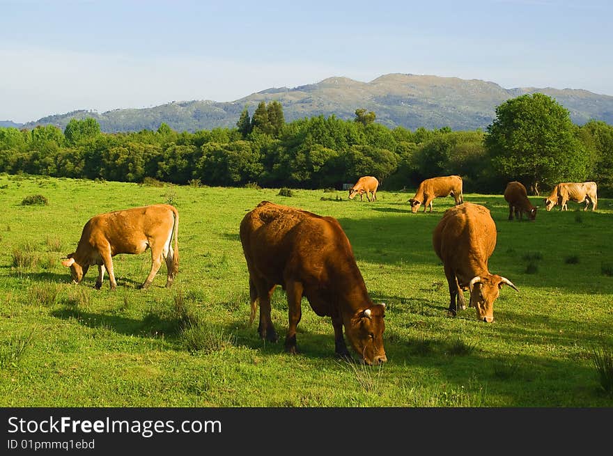 More cows eat fresh grass in a green field ...