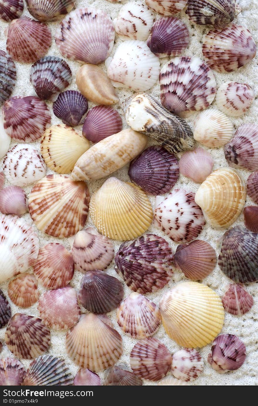 A colorful seashell background, full frame, vertical or horizontal could be reversed