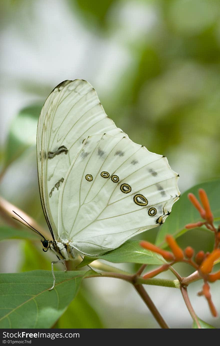 A large White Morpho Butterfly resting on a leaf, vertical with copy space, shallow depth of field