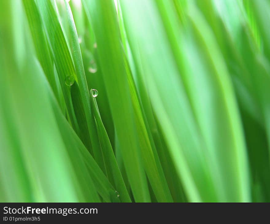 Water drop on grass