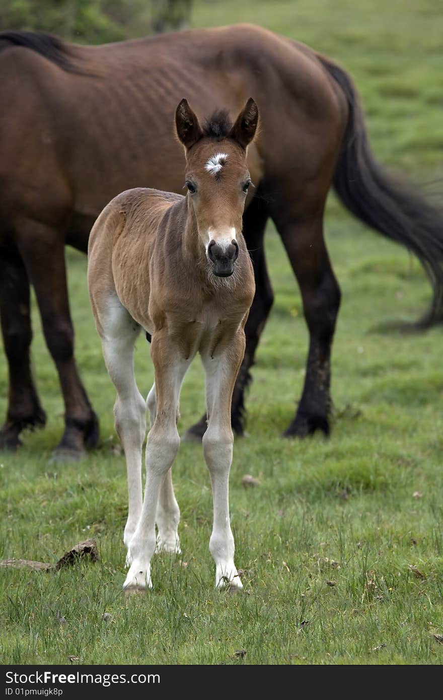 New Forest Ponies