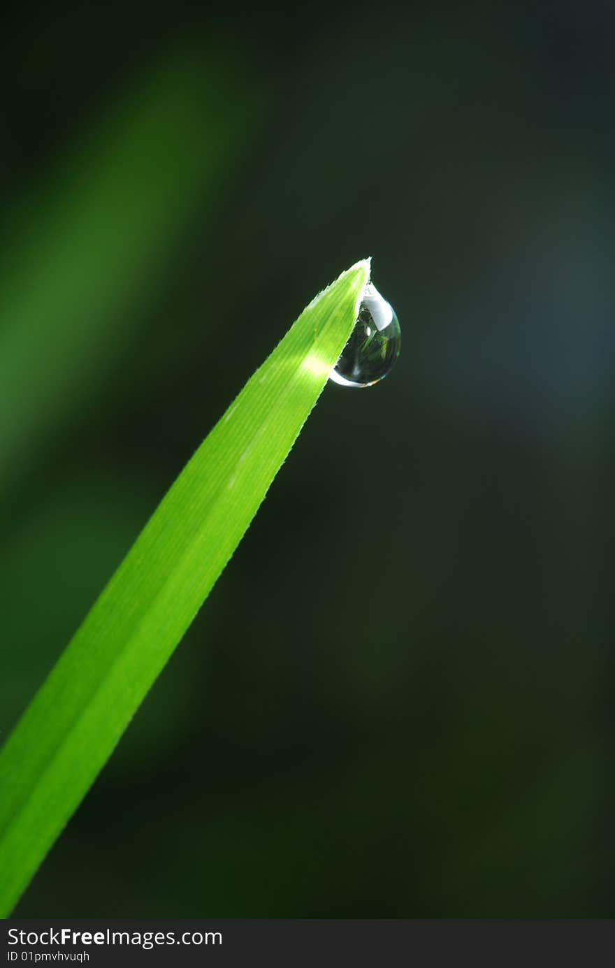 Macro image of beautiful leaf in a forest and the park