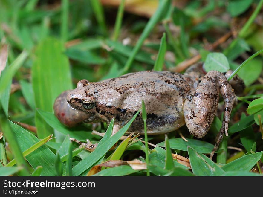 Frog small animal with smooth skin and long legs that are used for jumping. Frogs live in or near water