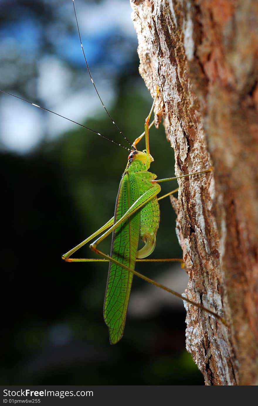 A close up view of a large green grasshopper clinging to the stock of Thailand.