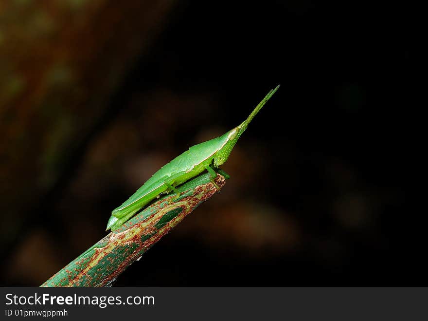 A close up view of a large green grasshopper clinging to the stock of Thailand.