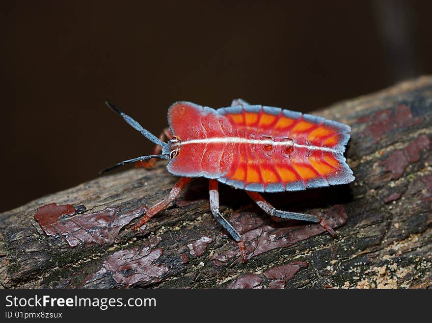 Closeup of a red bug on a leaf - those are very greedy!