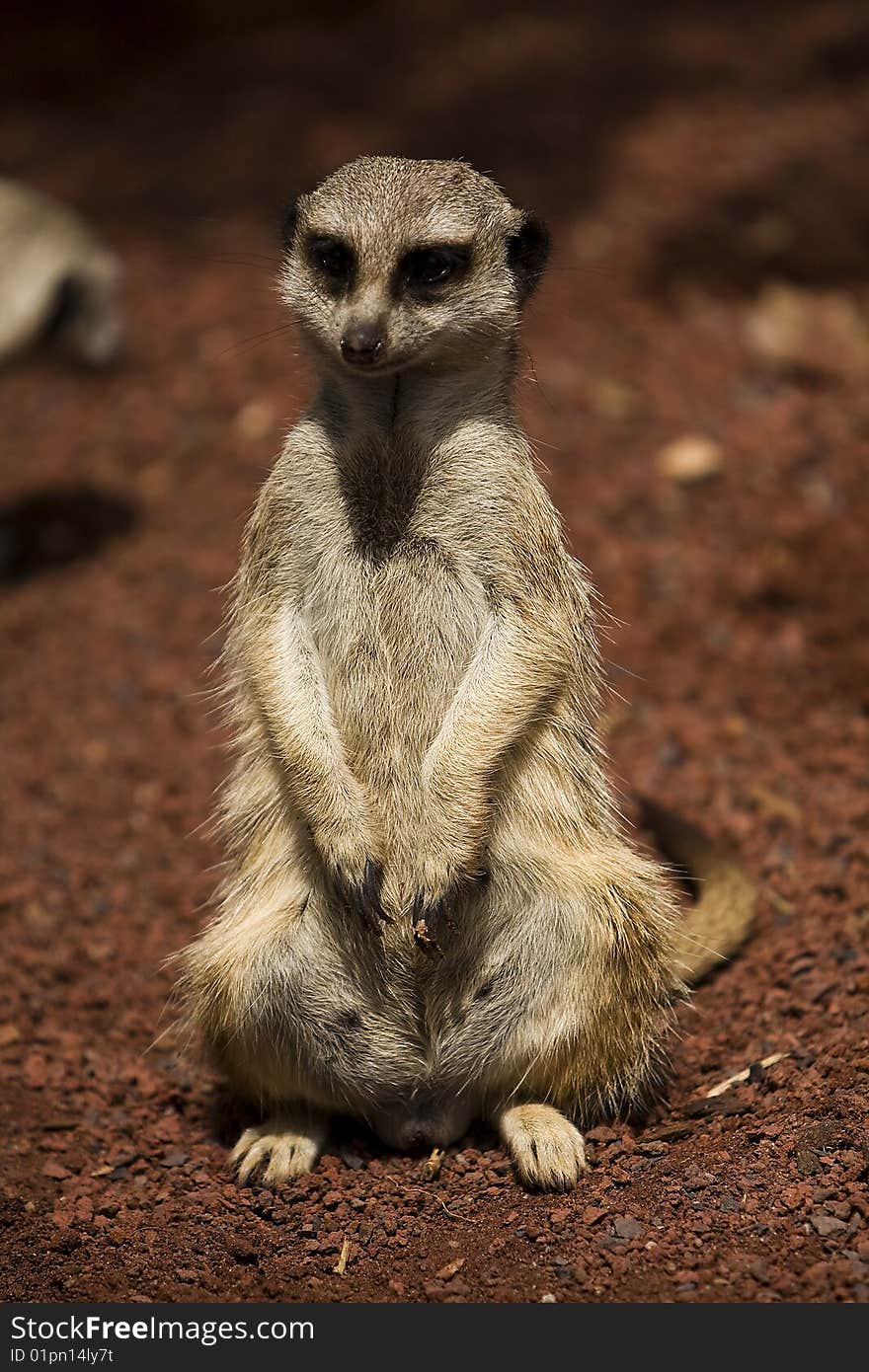 A portrait of a Meerkat looking past the camera. A portrait of a Meerkat looking past the camera.