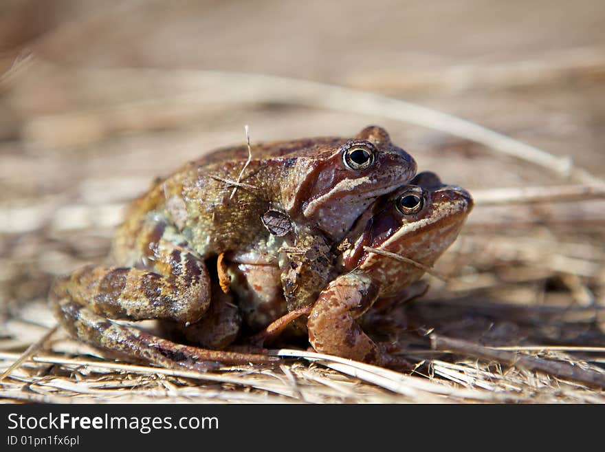 Mating frogs