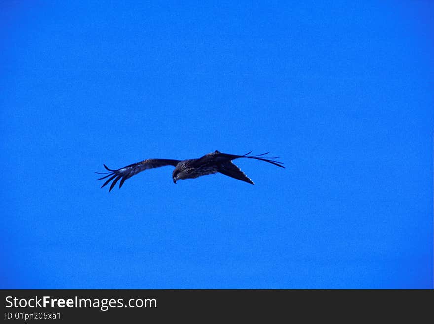 Eagle flying in the clear blue sky. Eagle flying in the clear blue sky