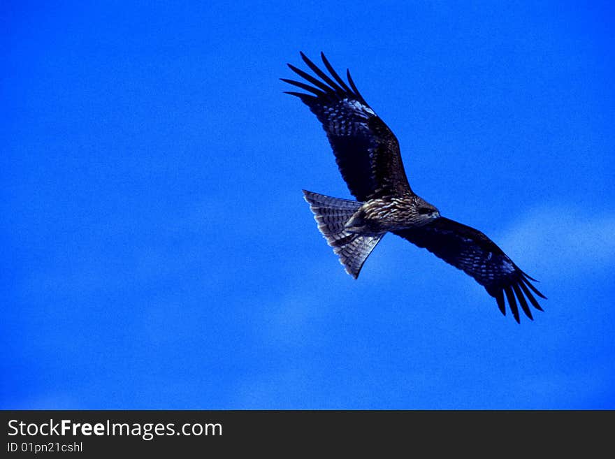 Eagle flying in the blue clear sky. Eagle flying in the blue clear sky