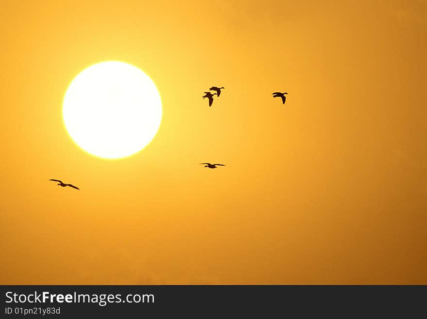 Small group of birds flying in sunset