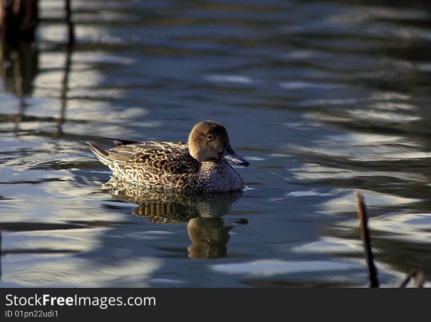 Duck swims in water