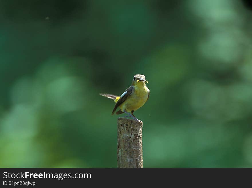 Bird Stands On Wooden Pillar