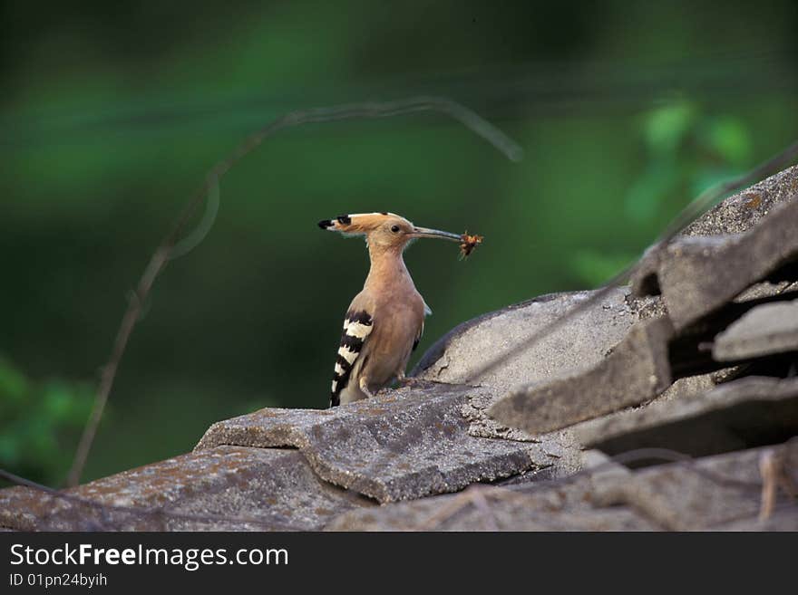 Bird prey insect,wildlife in nature scene