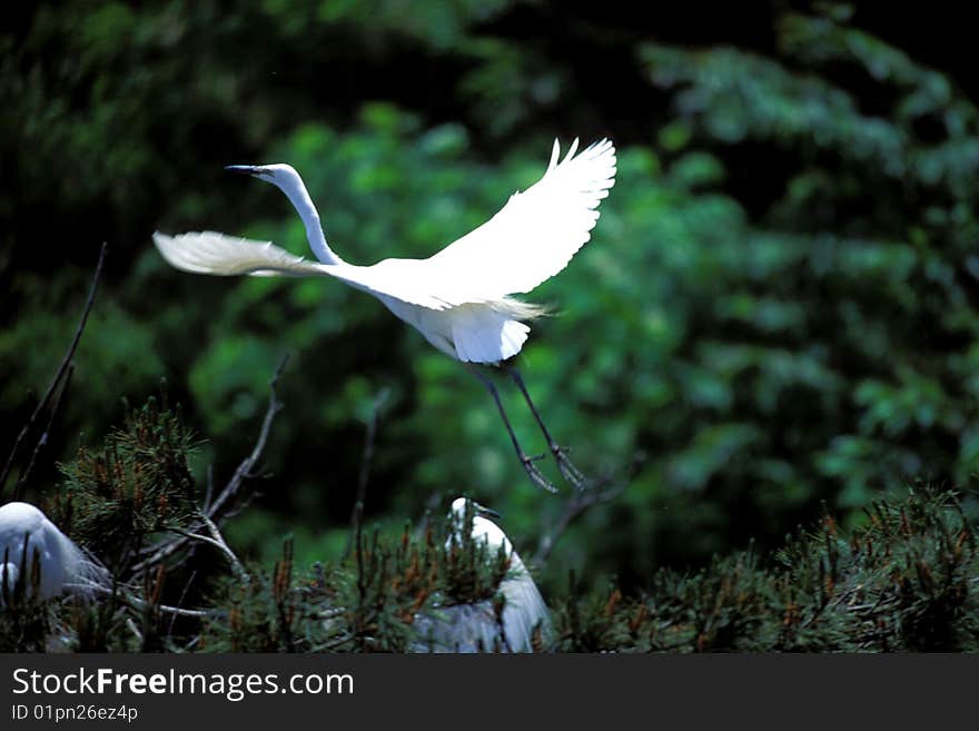 White egret land on trees