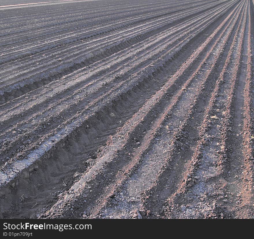 Plowed Field