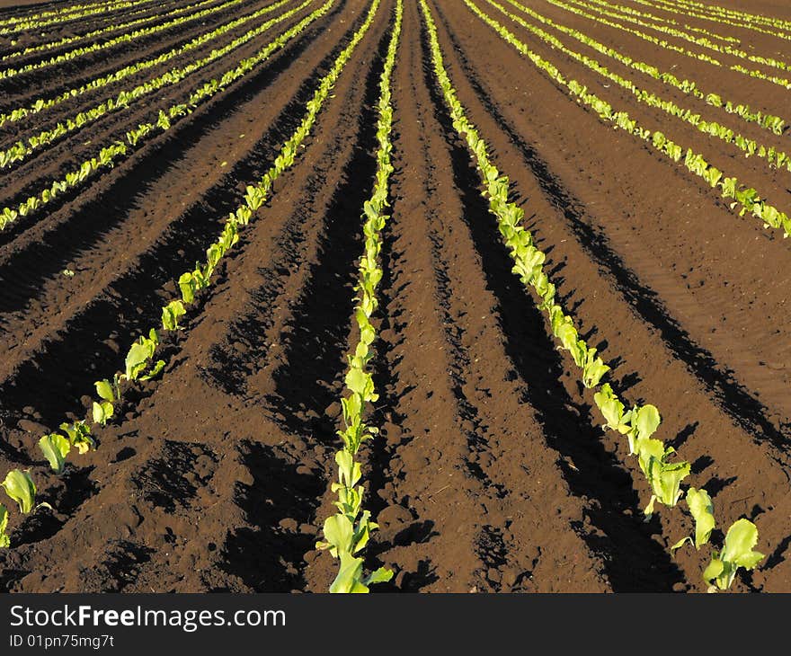 Rows of lettuce