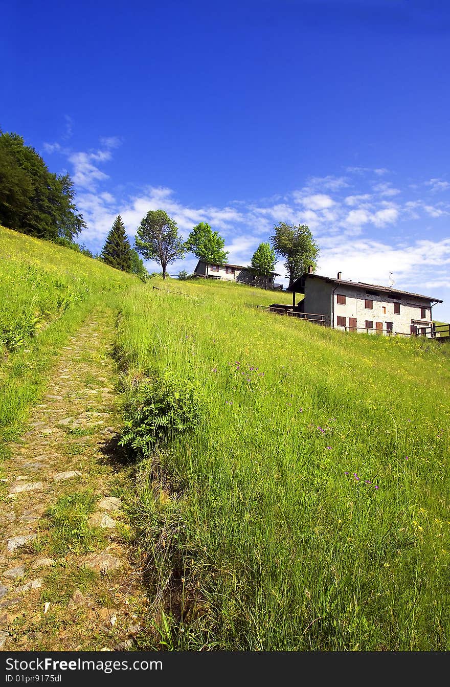 Meadow with flowers