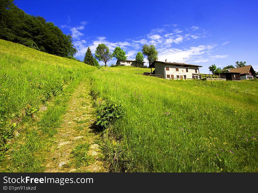 Meadow with flowers