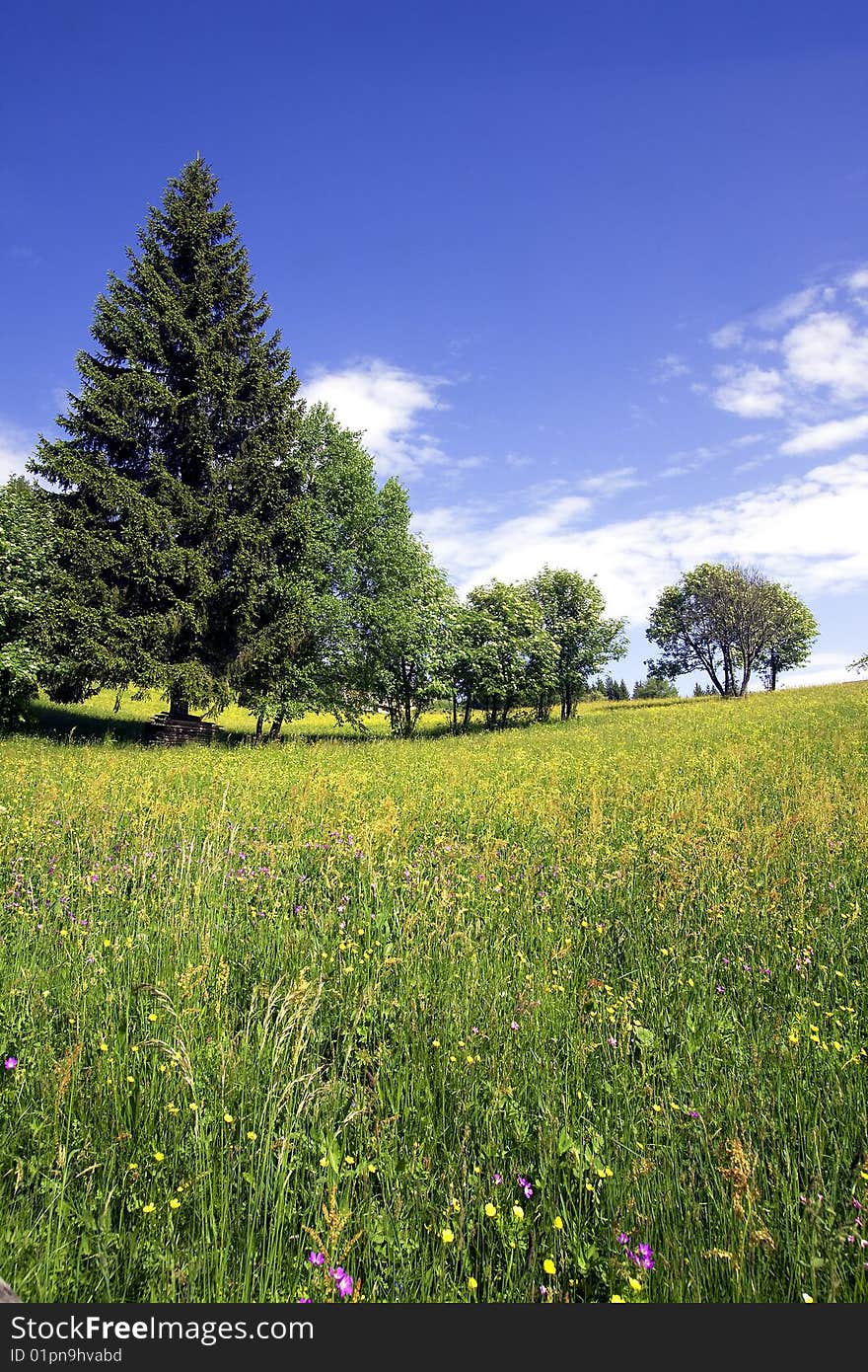 Snow-capped mountains with meadows and woods