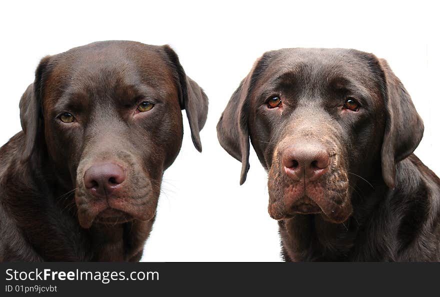 Two adorable chocolate labrador dogs on white. Two adorable chocolate labrador dogs on white