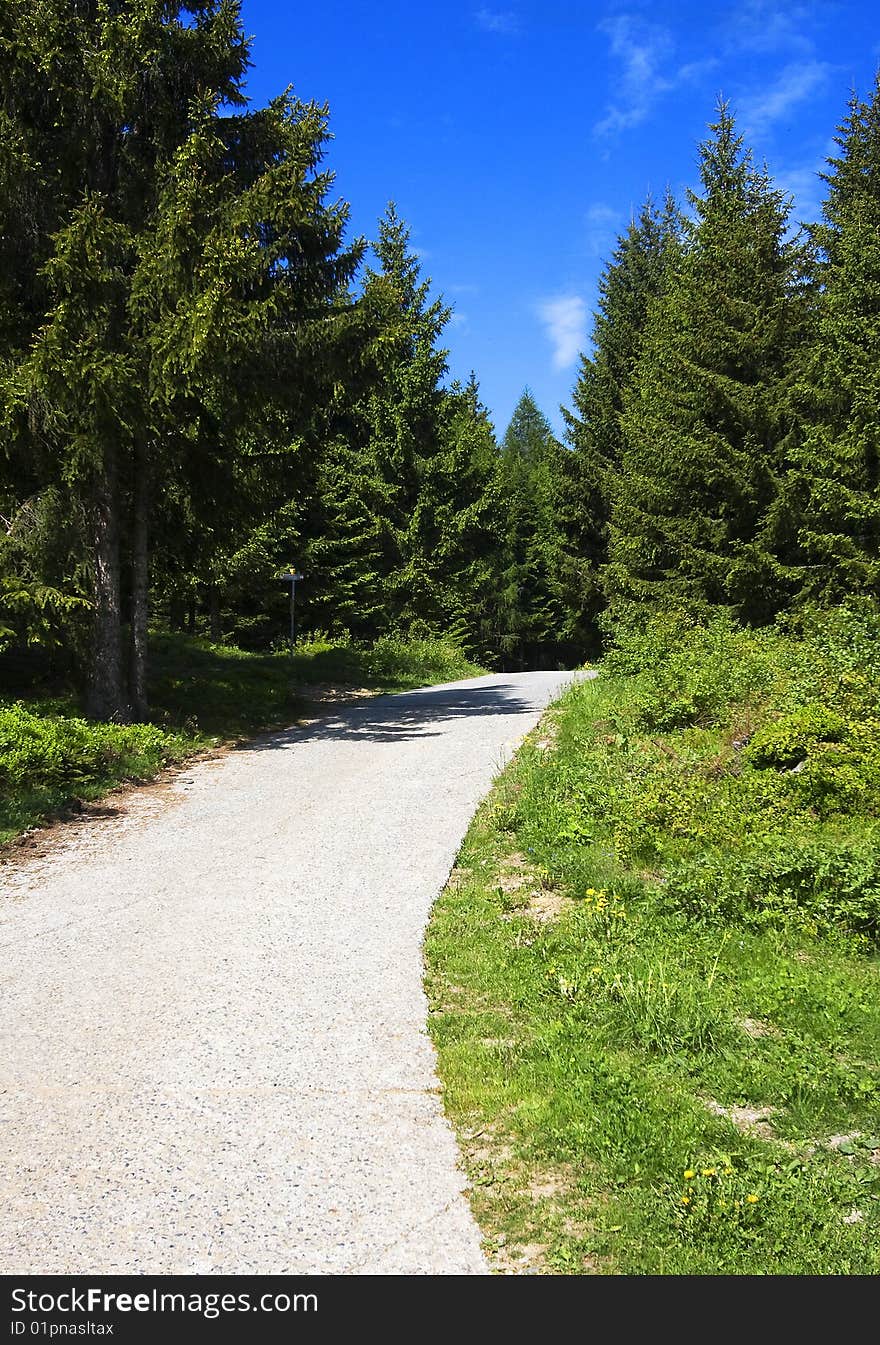 Path in the shade of a pine forest